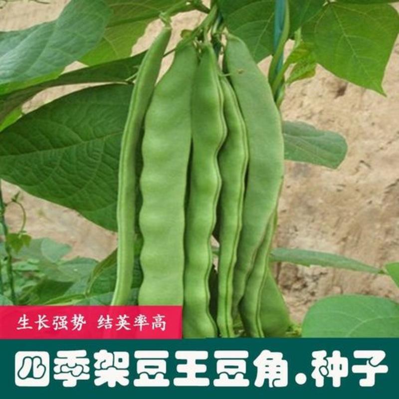 四季架豆王种子春季高产蔬菜种孑农家庭院豆角种籽无筋架豆王