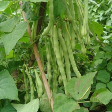 四季架豆王种子春季高产蔬菜种孑农家庭院豆角种籽无筋架豆王
