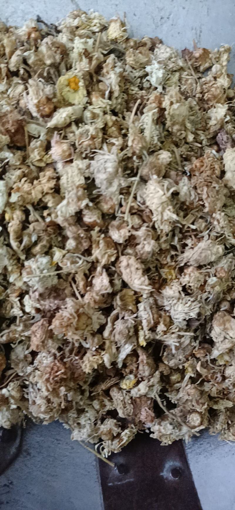菊花河北菊花批发各种中药材一手货源产地直销
