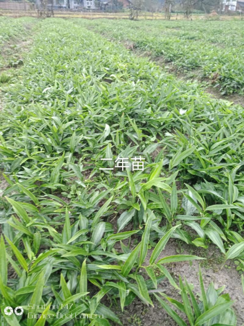 【精品2年苗】黄精苗湖南黄精苗，自家苗圃各类年限供应