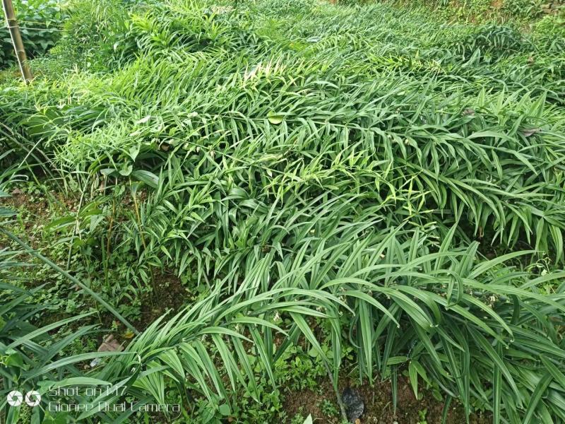 【精品2年苗】黄精苗湖南黄精苗，自家苗圃各类年限供应