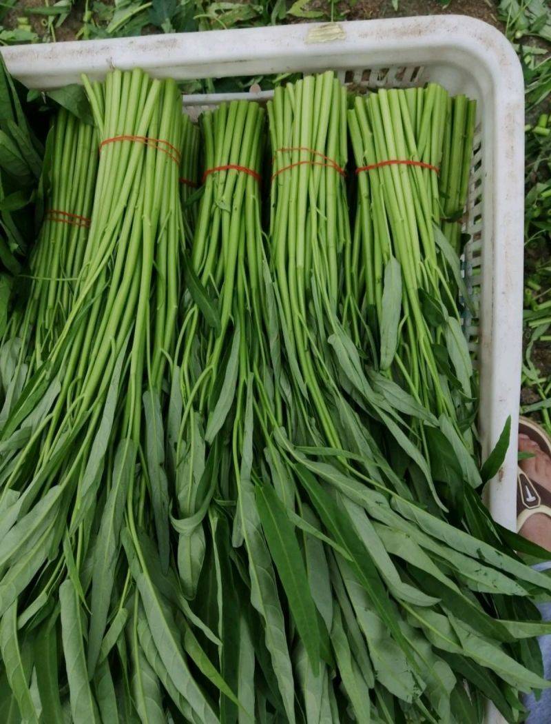 高达牌竹叶空心菜种子泰国进口小叶尖叶柳叶空心菜种子