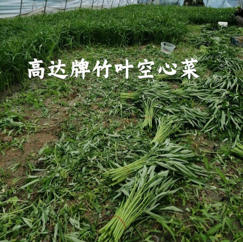 高达牌竹叶空心菜种子泰国进口小叶尖叶柳叶空心菜种子