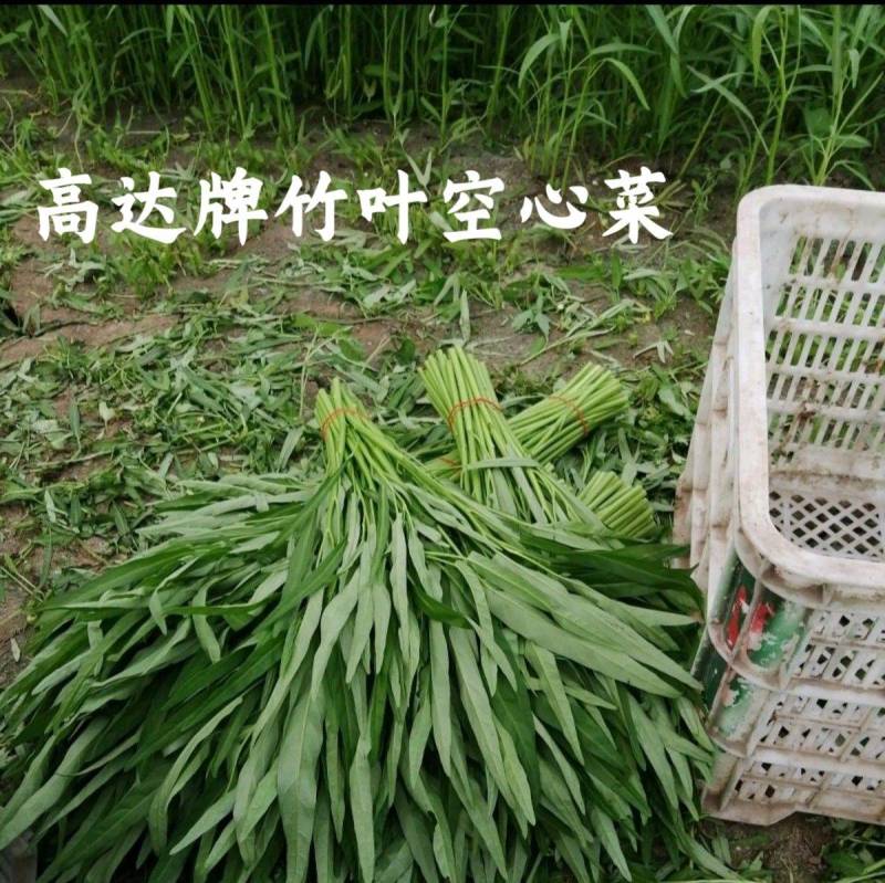 高达牌竹叶空心菜种子泰国进口小叶尖叶柳叶空心菜种子