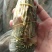海捕/国产/A级/清蒸品质/青龙300/400