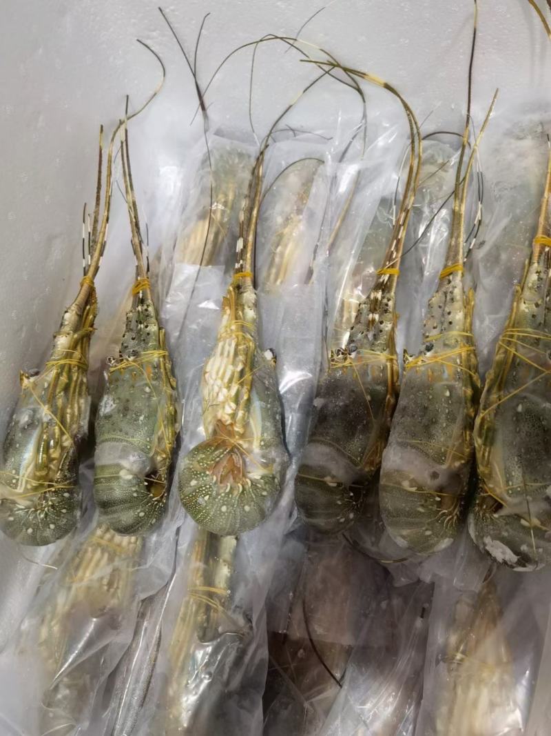 海捕/国产/A级/清蒸品质/青龙300/400
