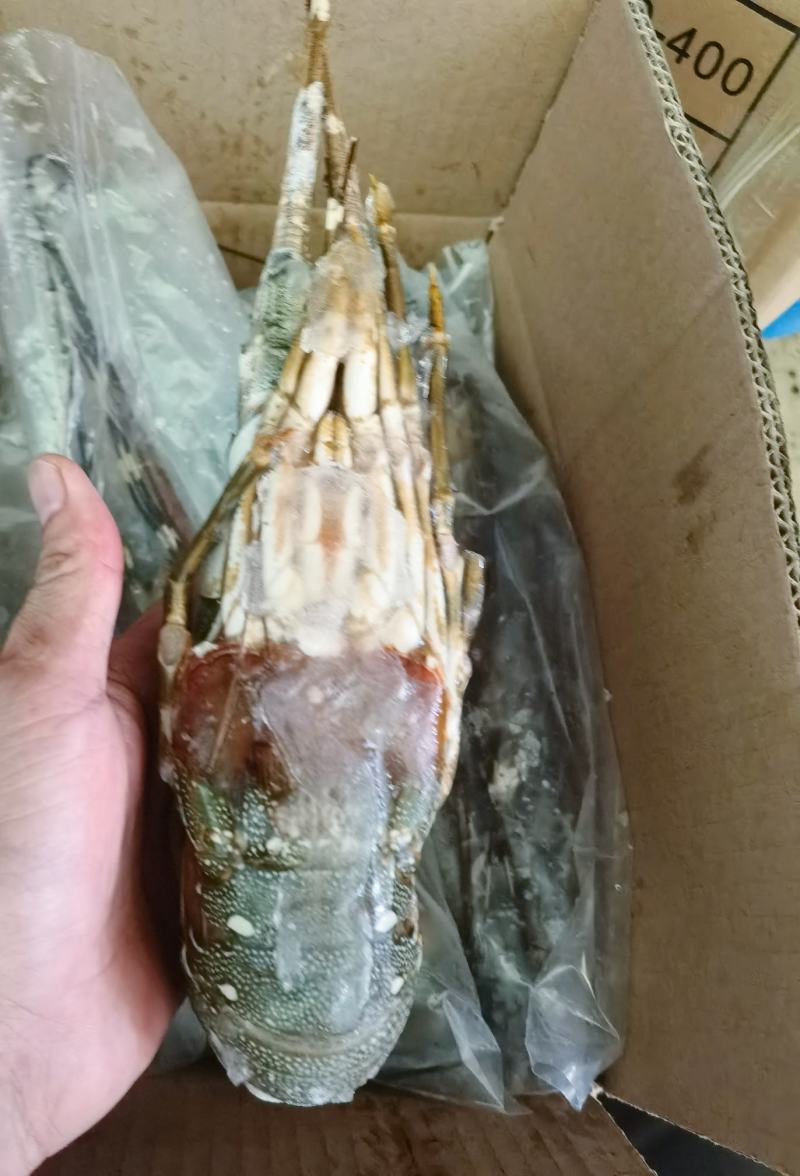 海捕/国产/A级/清蒸品质/青龙300/400