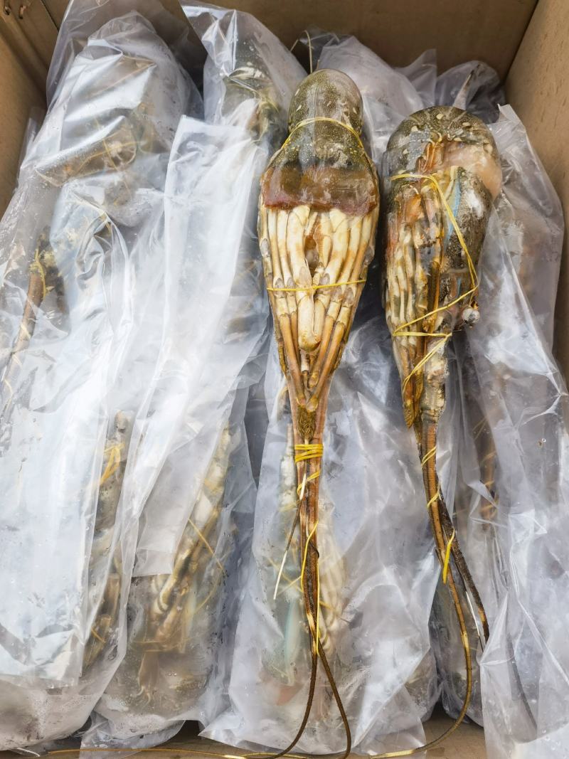 海捕/国产/A级/清蒸品质/青龙300/400