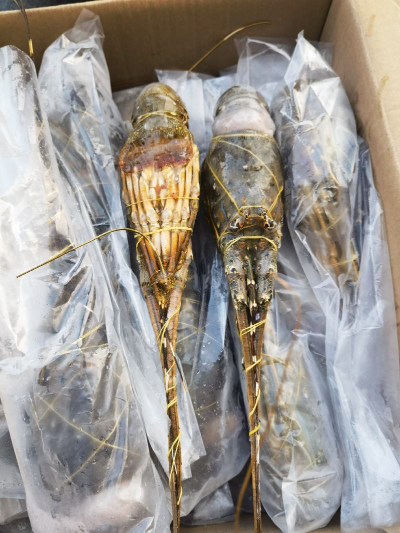 海捕/国产/A级/清蒸品质/青龙300/400