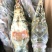 海捕/国产/A级/清蒸品质/青龙400/500