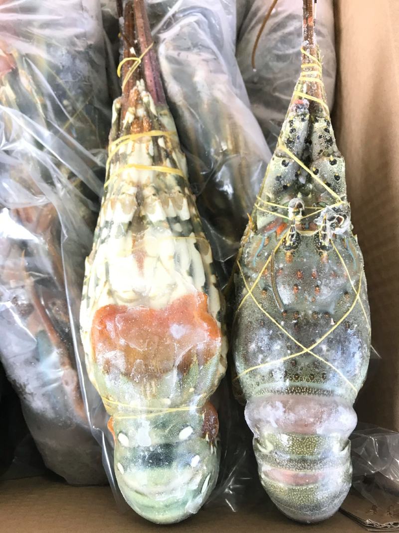 海捕/国产/A级/清蒸品质/青龙400/500