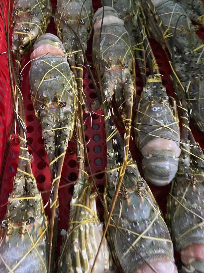 海捕/国产/A级/清蒸品质/青龙400/500