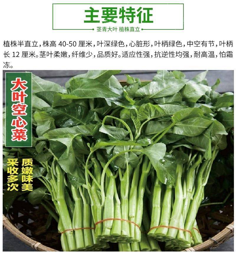 江西原种大叶空心菜种子多次采收，耐湿耐热亩产万斤以上
