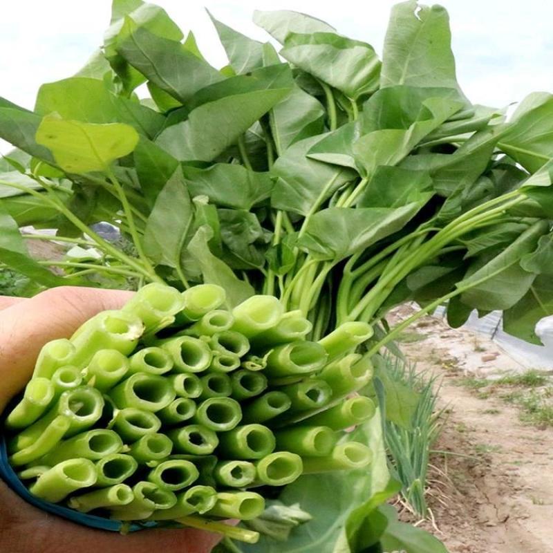 江西原种大叶空心菜种子多次采收，耐湿耐热亩产万斤以上