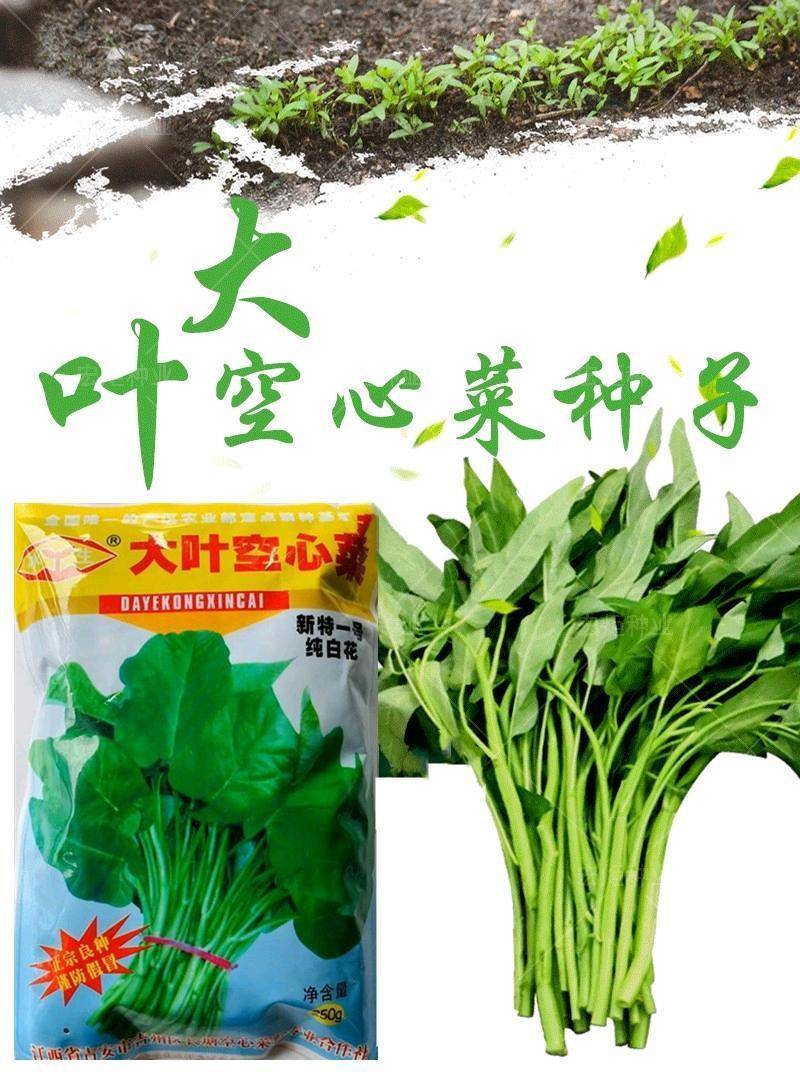 江西原种大叶空心菜种子多次采收，耐湿耐热亩产万斤以上
