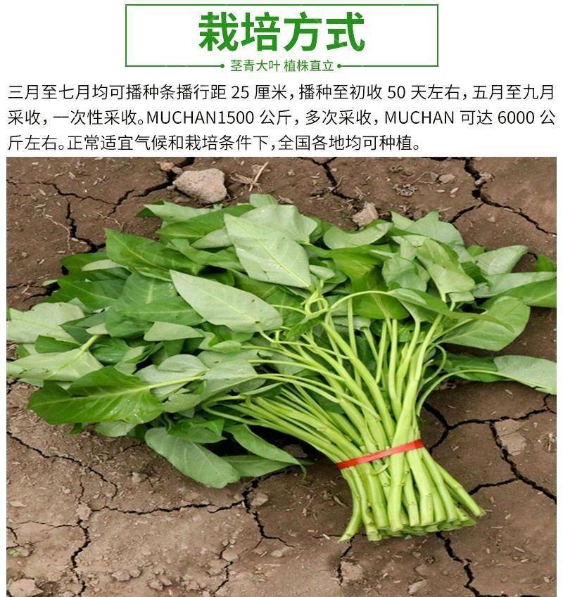 江西原种大叶空心菜种子多次采收，耐湿耐热亩产万斤以上
