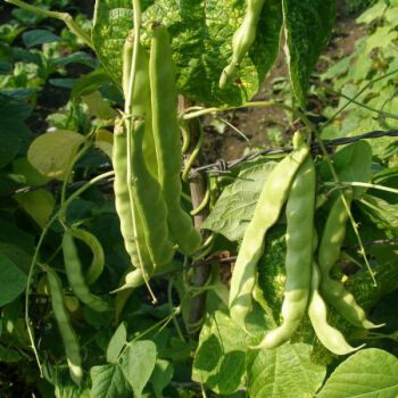 美国供豆种子架豆王种子菜豆高产豆角抗病豆种蔬菜