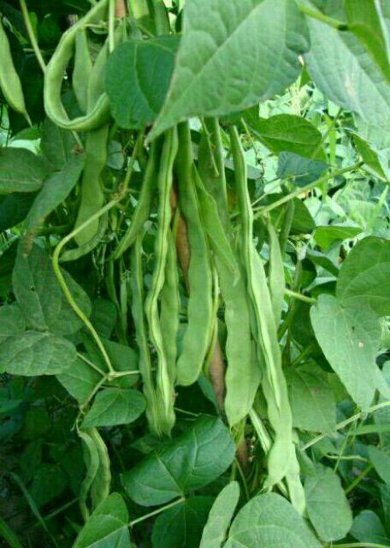 美国供豆种子架豆王种子菜豆高产豆角抗病豆种蔬菜