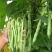美国供豆种子架豆王种子菜豆高产豆角抗病豆种蔬菜