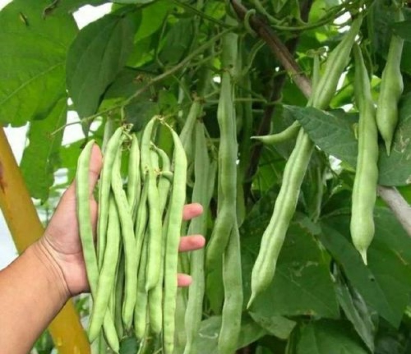美国供豆种子架豆王种子菜豆高产豆角抗病豆种蔬菜