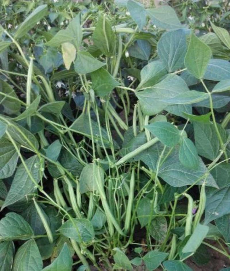 美国供豆种子架豆王种子菜豆高产豆角抗病豆种蔬菜
