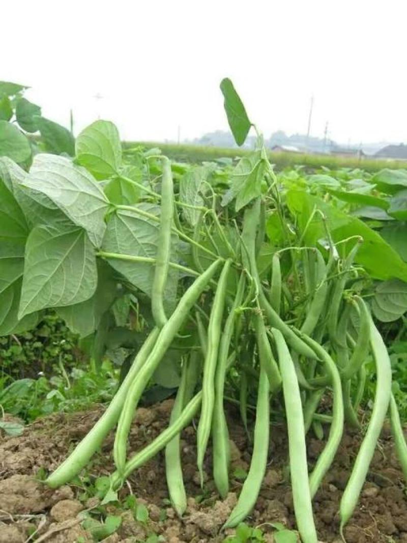 美国供豆种子架豆王种子菜豆高产豆角抗病豆种蔬菜