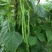 美国供豆种子架豆王种子菜豆高产豆角抗病豆种蔬菜