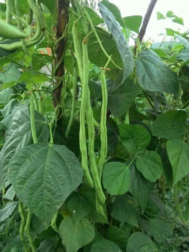 美国供豆种子架豆王种子菜豆高产豆角抗病豆种蔬菜