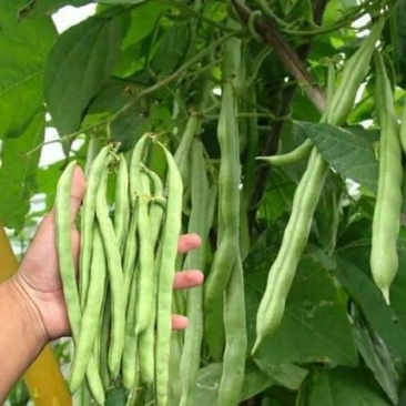 美国供豆种子架豆王种子菜豆高产豆角抗病豆种蔬菜