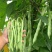美国供豆种子架豆王种子菜豆高产豆角抗病豆种蔬菜