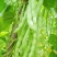 超级昌丰白玉豆种子老来少豆角种籽孑早熟高产春秋季四季豆角