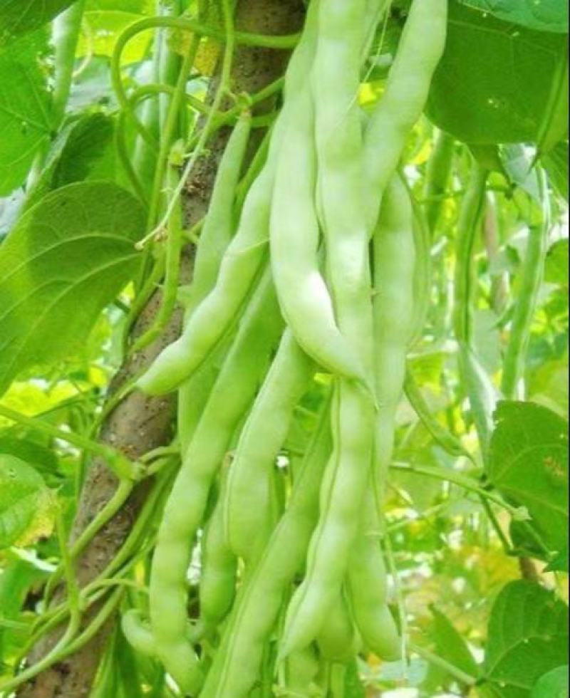 超级昌丰白玉豆种子老来少豆角种籽孑早熟高产春秋季四季豆角