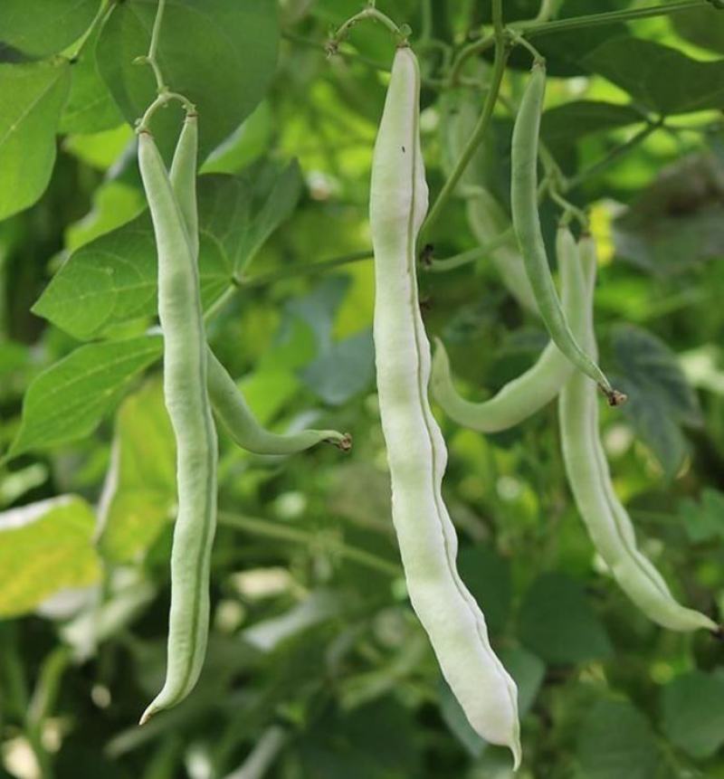 超级昌丰白玉豆种子老来少豆角种籽孑早熟高产春秋季四季豆角