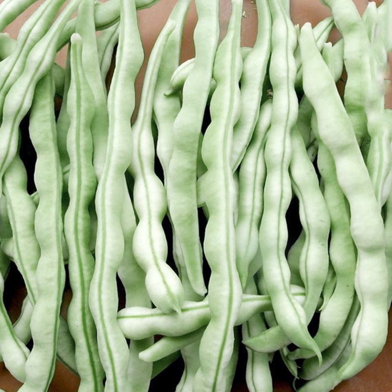 超级昌丰白玉豆种子老来少豆角种籽孑早熟高产春秋季四季豆角