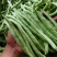 昌丰长龙特长无筋架豆青豆菜豆籽长芸豆四季豆爬藤蔬菜种子