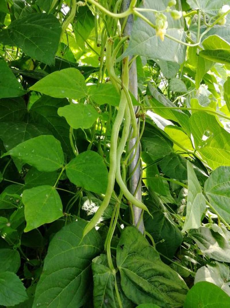 昌丰长龙特长无筋架豆青豆菜豆籽长芸豆四季豆爬藤蔬菜种子