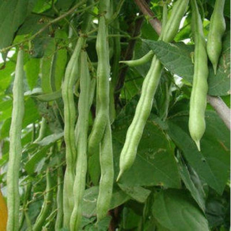 昌丰长龙特长无筋架豆青豆菜豆籽长芸豆四季豆爬藤蔬菜种子