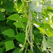 昌丰长龙特长无筋架豆青豆菜豆籽长芸豆四季豆爬藤蔬菜种子