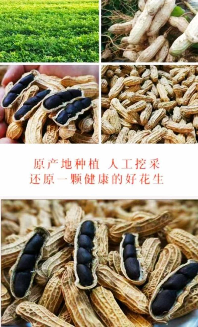 生熟黑花生富硒黑花生农家自产晒干带壳黑花生可以做种