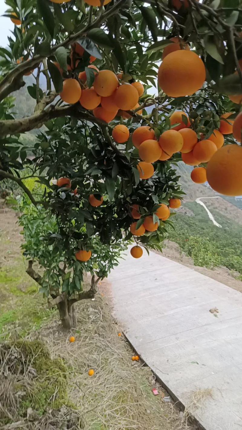 九月红脐橙大量走货皮薄肉厚汁甜现摘现发对接各种平台