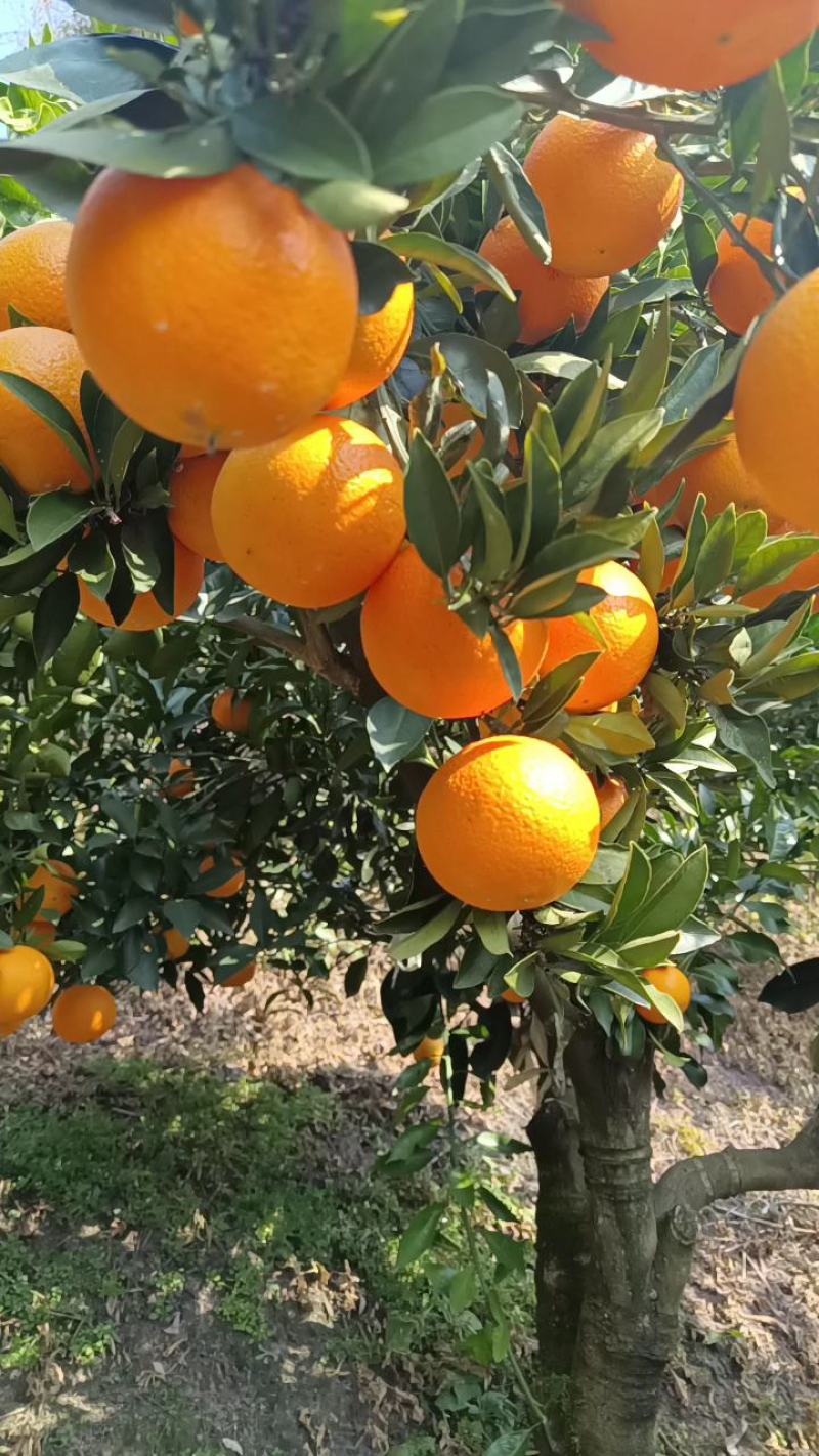 九月红脐橙大量走货皮薄肉厚汁甜现摘现发对接各种平台
