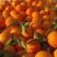 九月红脐橙大量走货皮薄肉厚汁甜现摘现发对接各种平台