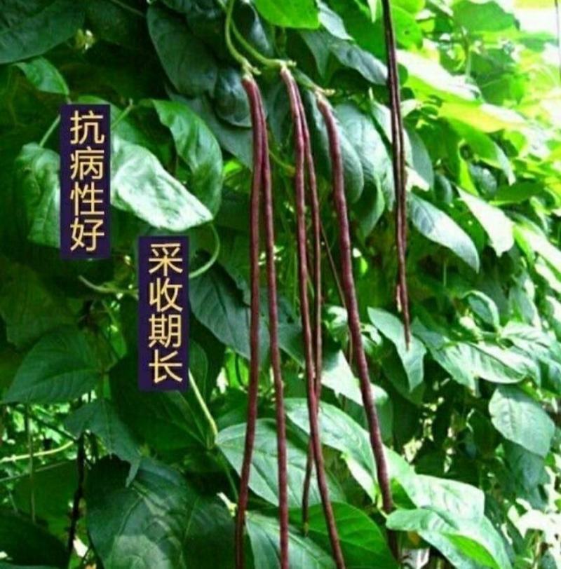 满地红无架豆角种子蔬菜种子紫红豇豆种子高产抗病春秋季