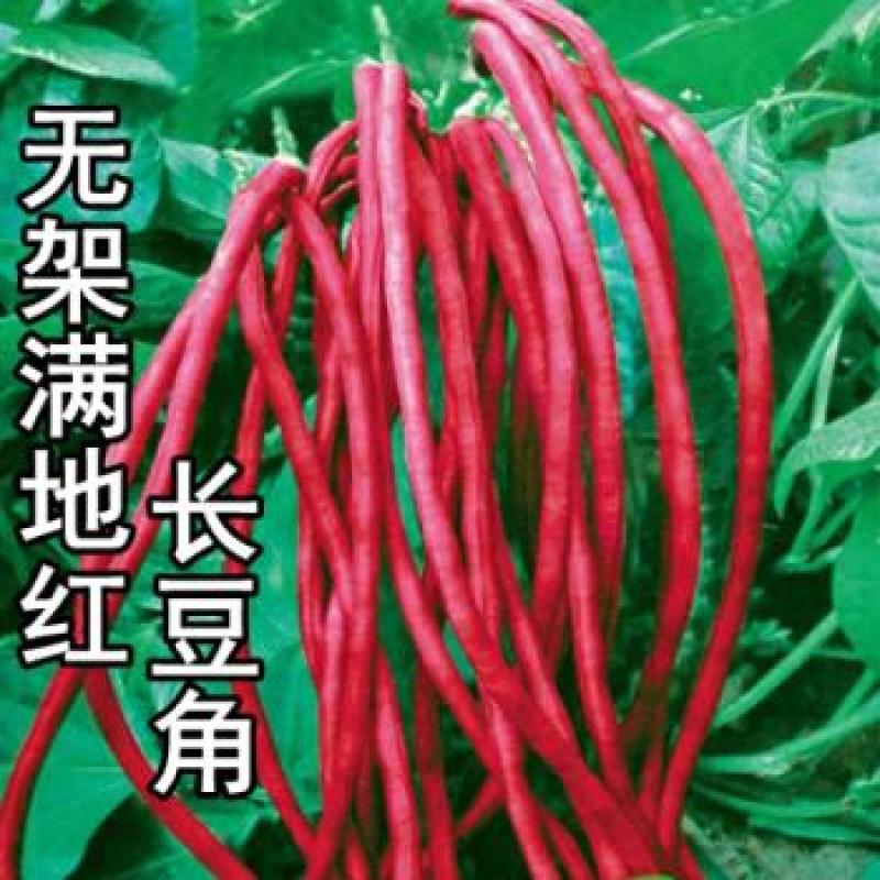 满地红无架豆角种子蔬菜种子紫红豇豆种子高产抗病春秋季