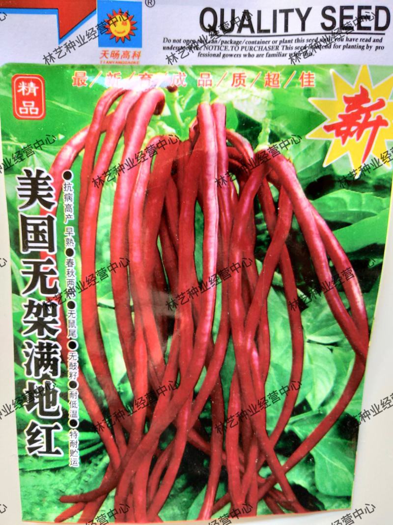 满地红无架豆角种子蔬菜种子紫红豇豆种子高产抗病春秋季
