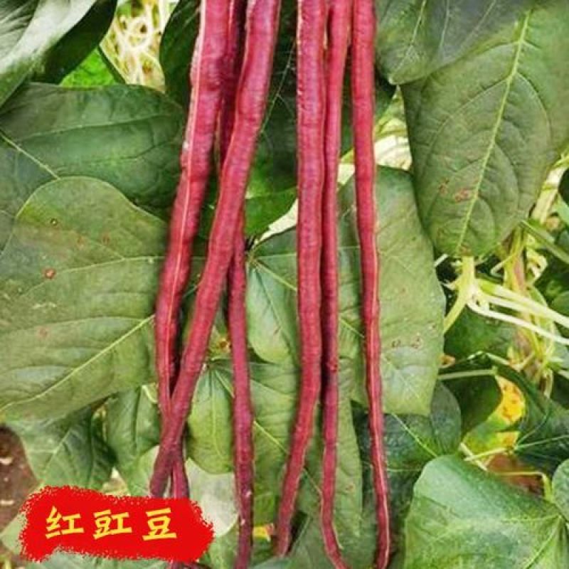 满地红无架豆角种子蔬菜种子紫红豇豆种子高产抗病春秋季