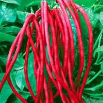 满地红无架豆角种子蔬菜种子紫红豇豆种子高产抗病春秋季