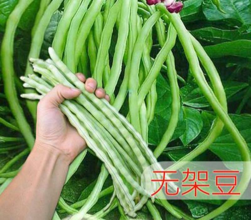 美国无架豆角种子地豆角种孑豇豆种籽高产早熟春季秋季四季