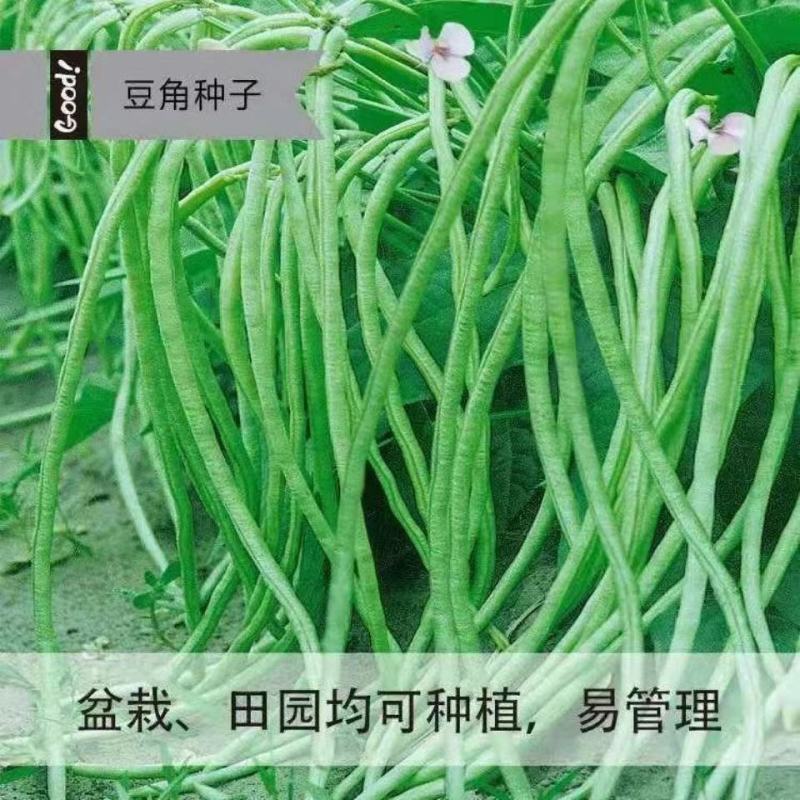 美国无架豆角种子地豆角种孑豇豆种籽高产早熟春季秋季四季