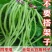 美国无架豆角种子地豆角种孑豇豆种籽高产早熟春季秋季四季